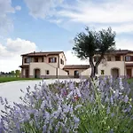 Le Rondini Di Francesco Di Assisi