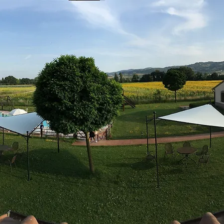 Le Rondini Di Francesco Di Assisi *