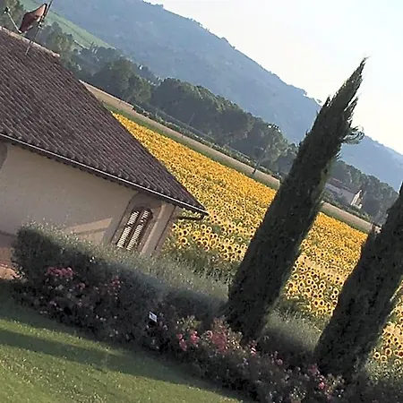 Le Rondini Di Francesco Di Assisi *